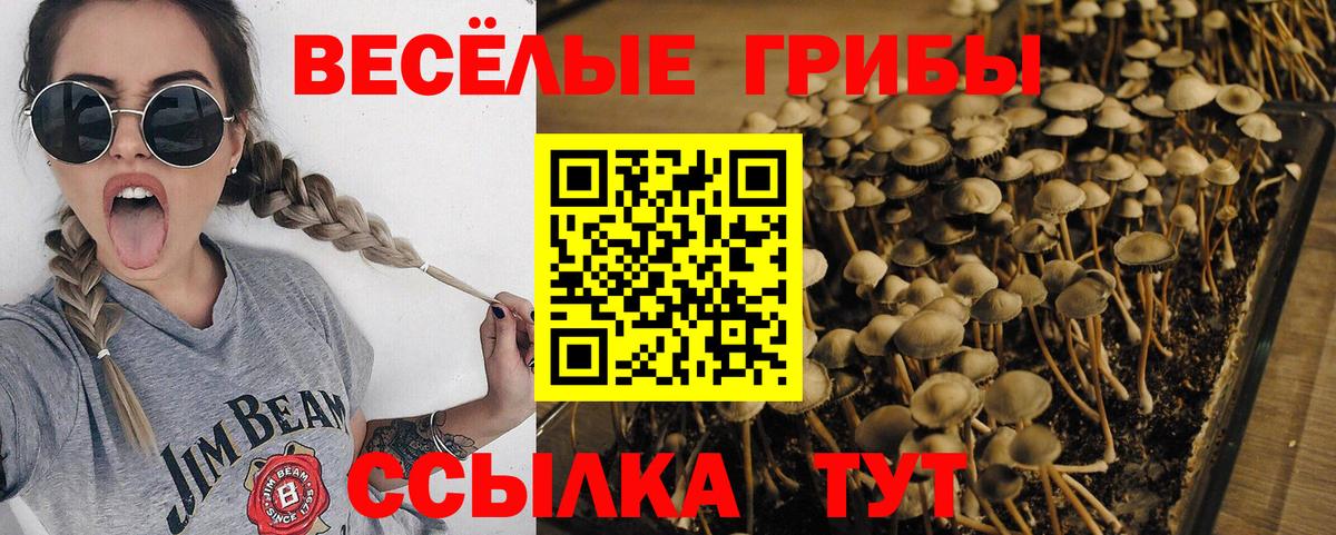 Галлюциногенные грибы Psilocybine cubensis Лангепас